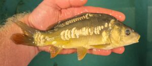 Select Mirror Carp 02