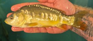 Select Mirror Carp 03