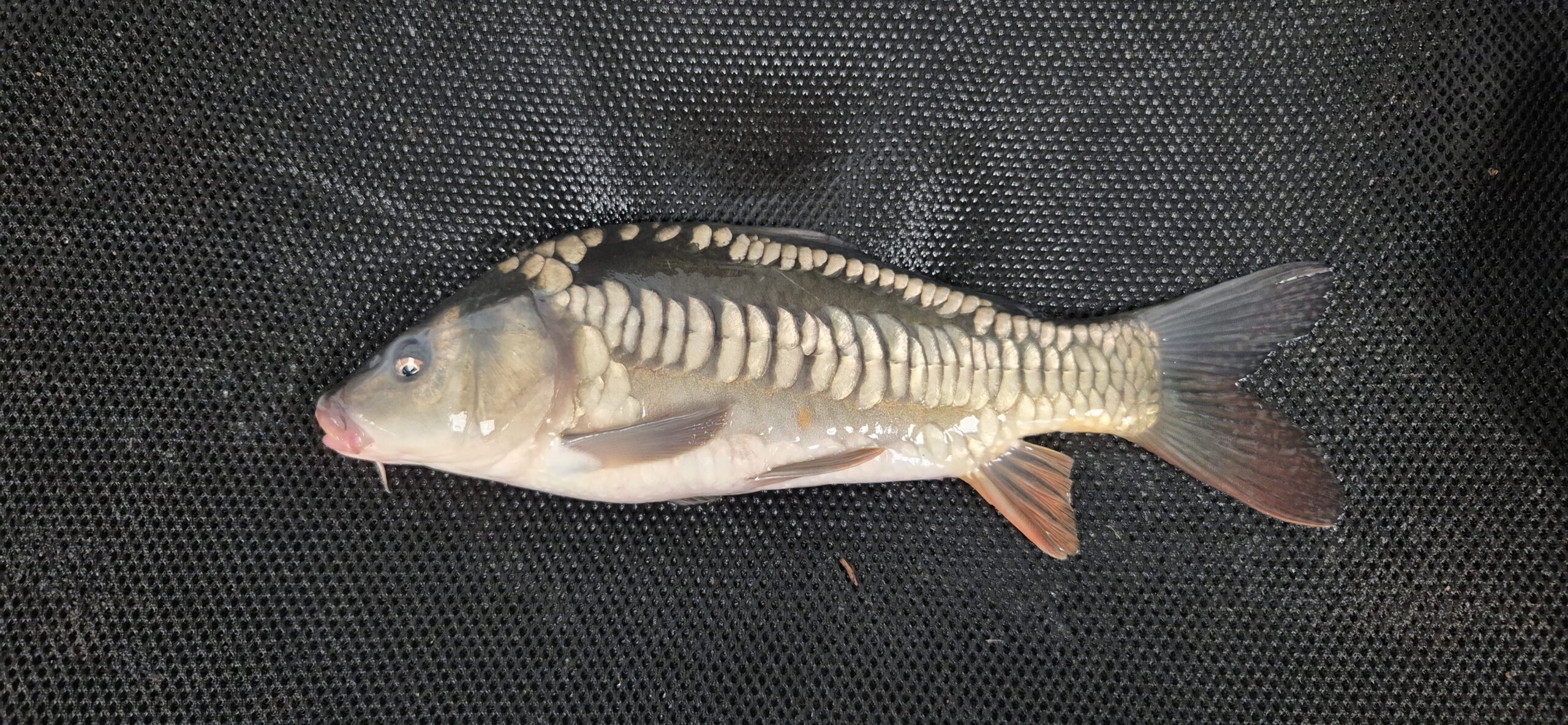 Select Mirror Carp 05