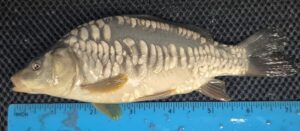 Select Mirror Carp 04