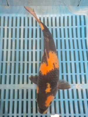 Koi 3