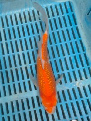 Butterfly Koi 4