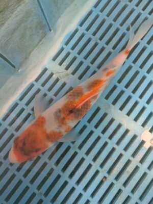 Koi 1