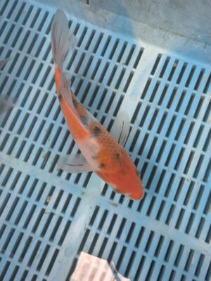 Butterfly Koi 2