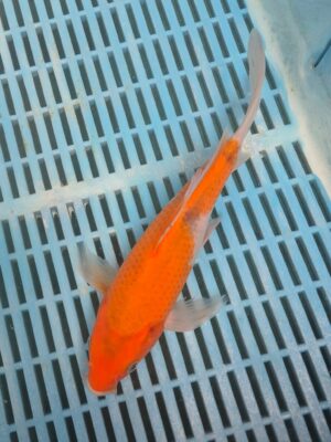 Butterfly Koi 1