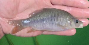 Select Glass Carp 02
