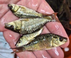Mirror Carp