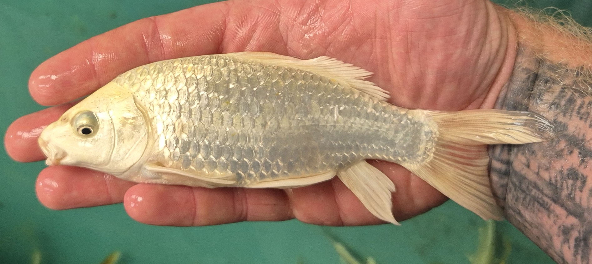 Butterfly Koi (Platinum white) - Image 2