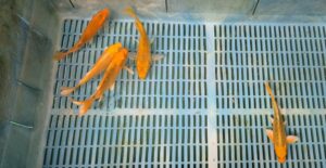 Butterfly Koi (Platinum Yellow)