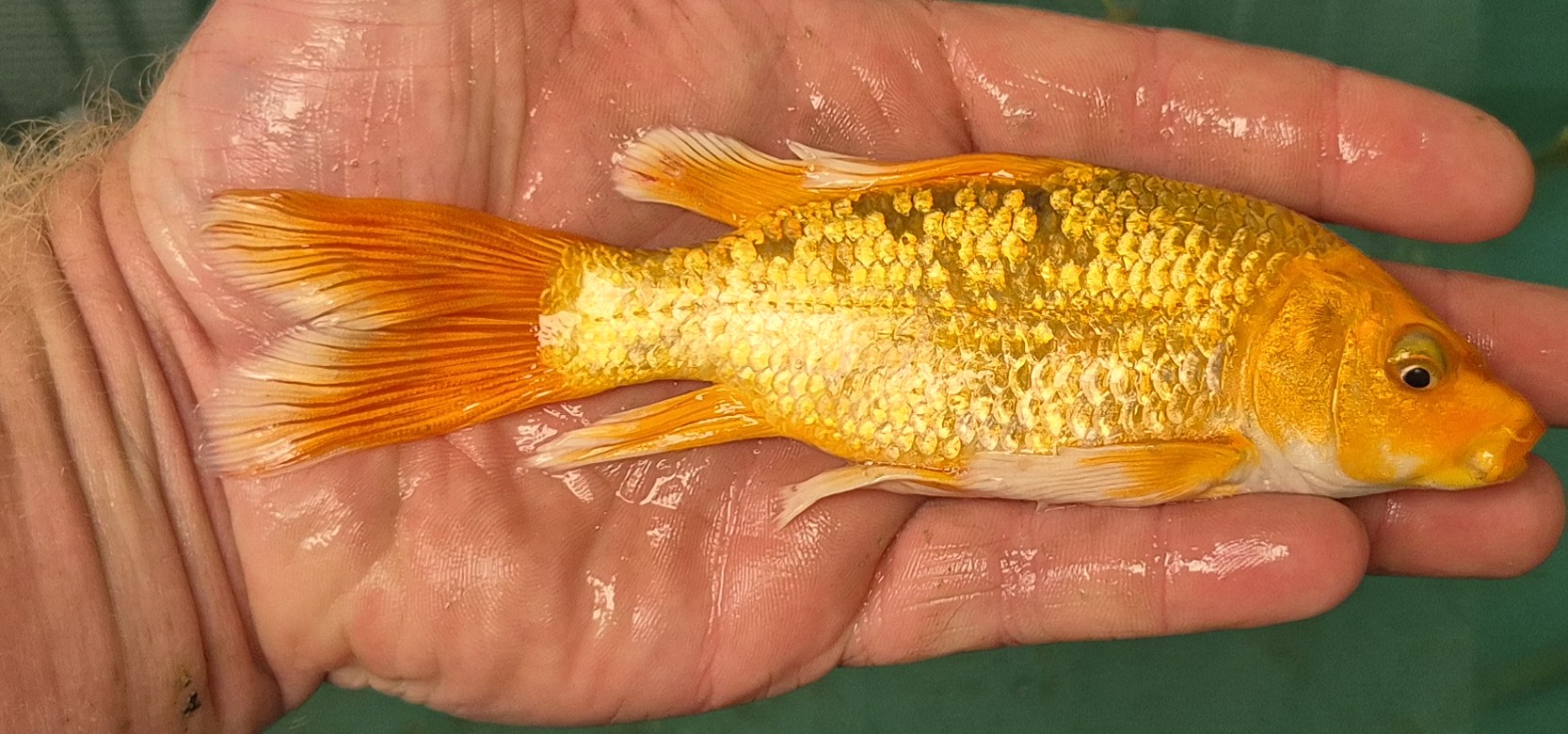 Butterfly Koi (Platinum Yellow) - Image 2