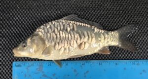 Select Mirror Carp 15