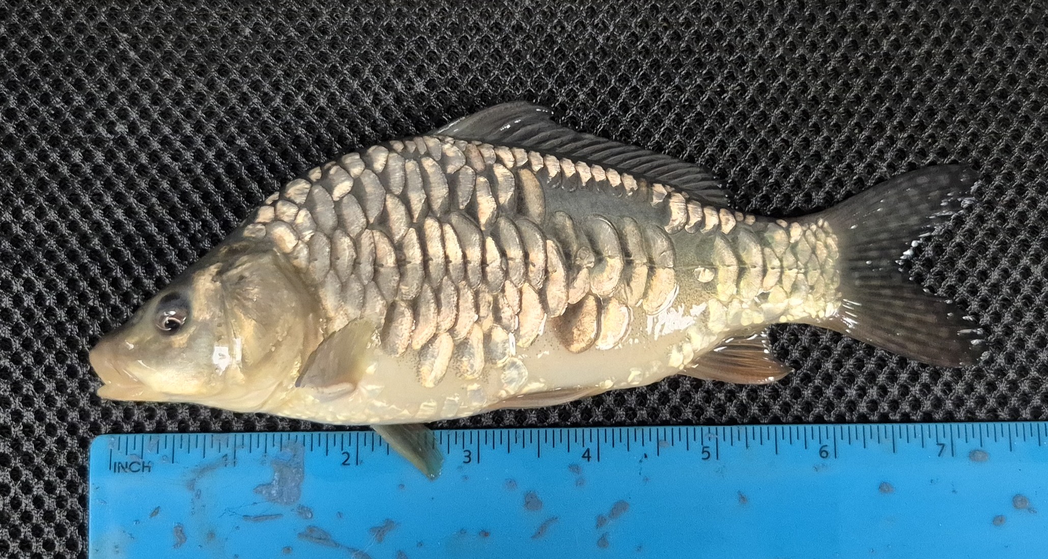 Select Mirror Carp 15