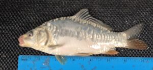 Select Mirror Carp 14