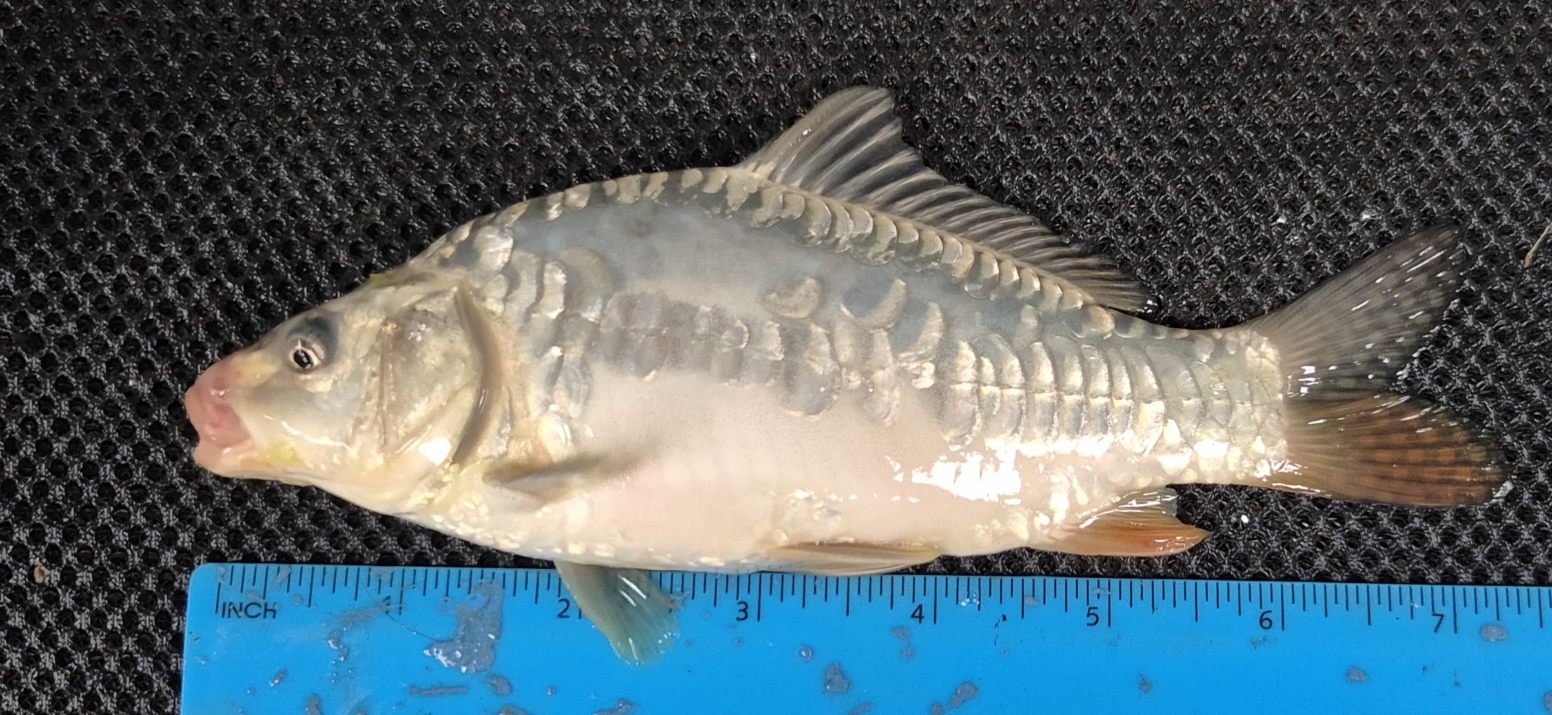 Select Mirror Carp 14