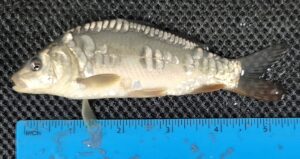 Select Mirror Carp 08