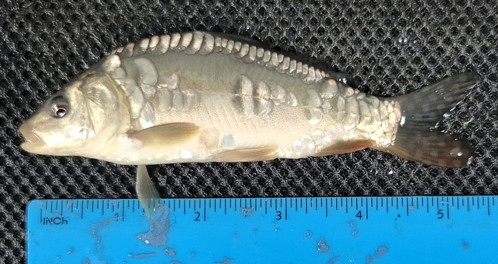 Select Mirror Carp 08