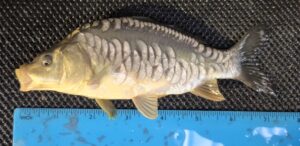 Select Mirror Carp 25