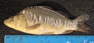 Select Mirror Carp 24