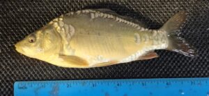 Select Mirror Carp 26 (Copy)