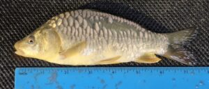 Select Mirror Carp 21