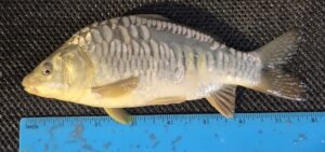 Select Mirror Carp 20