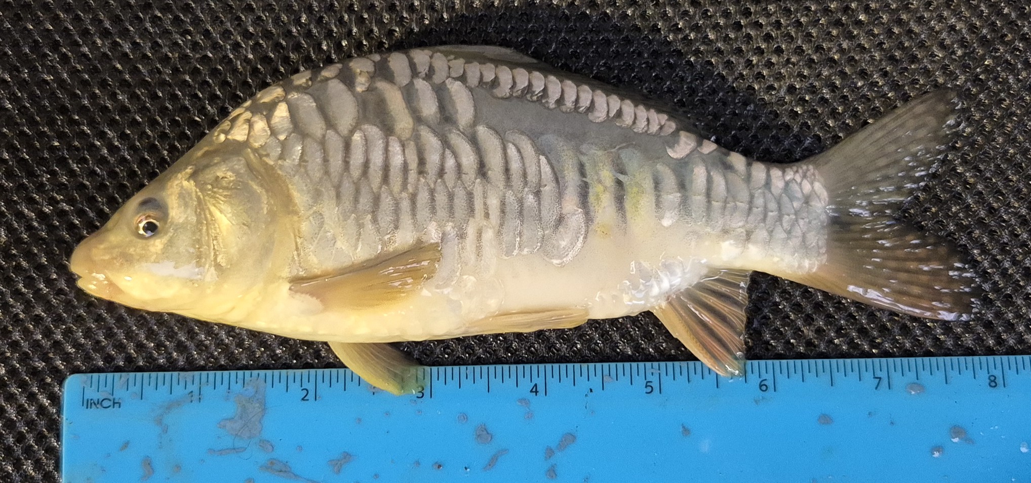 Select Mirror Carp 20