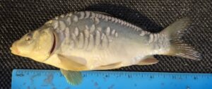Select Mirror Carp 19