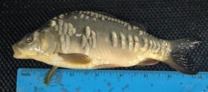 Select Mirror Carp 17