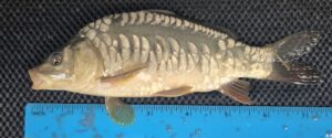 Select Mirror Carp 12