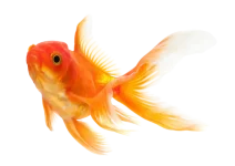 gold-fish-removebg-preview